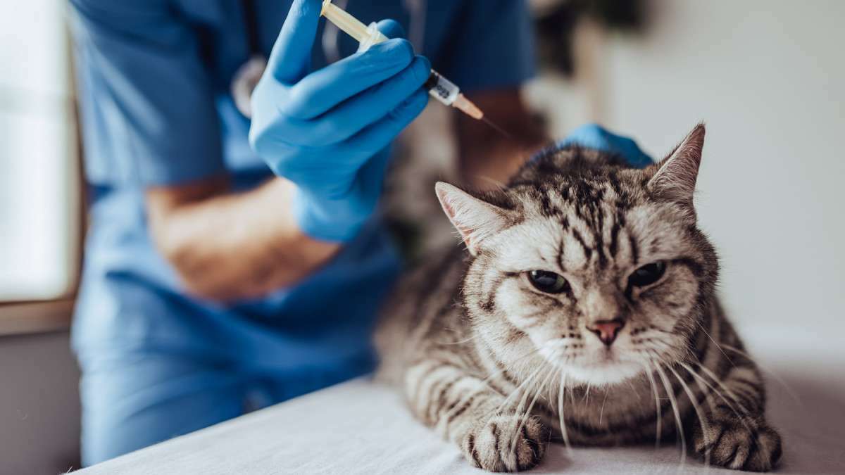 Постановка вакцины с расходным материалом (сама вакцина в стоимость не входит, и оплачивается отдельно)